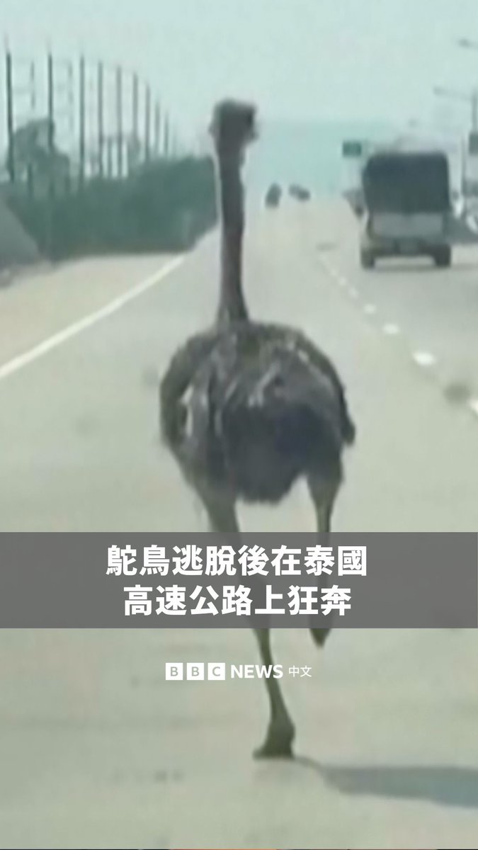 泰国一只鸵鸟从一间动物主题咖啡馆的围栏外逃走后,在繁忙的高速公路上奔跑,后来终于被送回主人身边。
