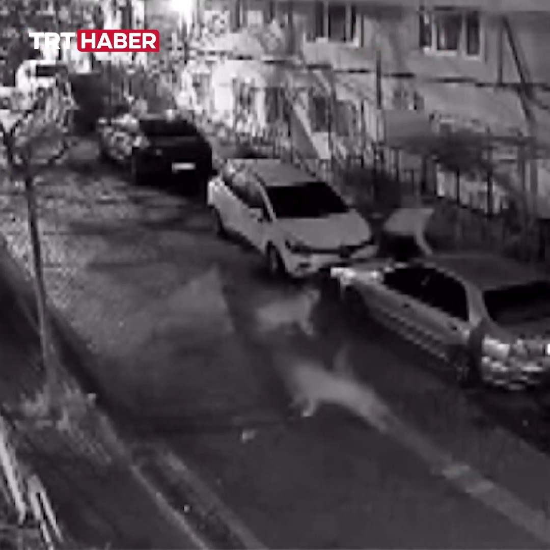 İstanbul'da başıboş köpeklerin saldırdığı bir kişi, park halindeki araçların üzerine çıkarak kurtuldu.