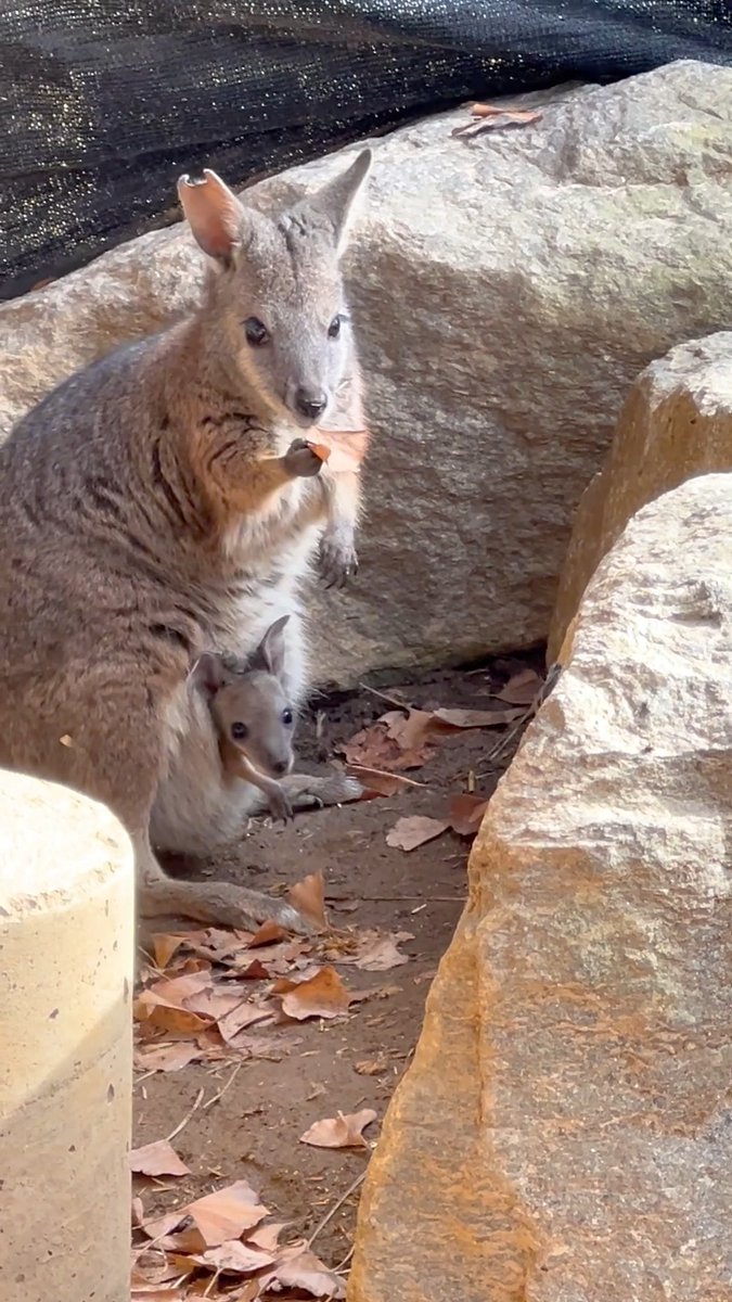 BABY ALERT! 💙 Grace and Maaka’s little joey is finally peeking out after 6 months growing in mom’s pouch! Grace is doing amazing as a first-time mom, and we’re still working on picking the perfect name. Keep an eye out next time you visit—you might spot him! 👀