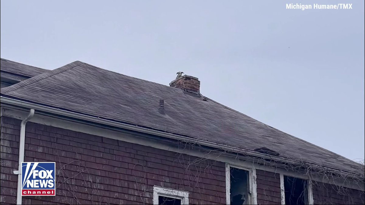 PUPPY RESCUE: Detroit firefighters saved a malnourished puppy found perched at the top of a chimney on an abandoned, crumbling home. The pup, affectionately named "Stack," is now recovering under the care of Michigan Humane.