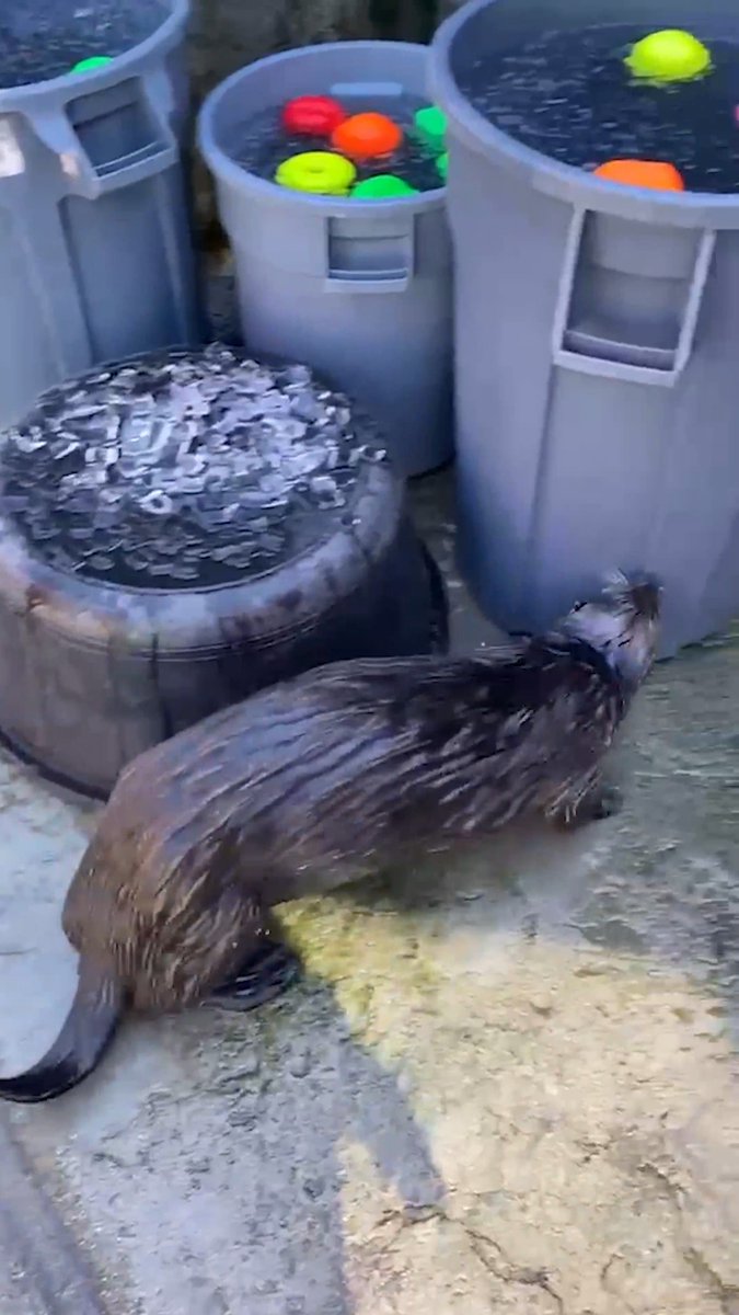 Less than a day old when she was rescued, Tazlina came to the Vancouver Aquarium in 2019 after being rehabilitated at Alaska SeaLife Center and deemed non-releasable by US Fish and Wildlife. Happy 7th rescueversary, Taz — this mini pool party is for you!