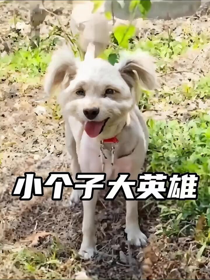 小个子大英雄。 看到同伴被撞，瘦小流浪狗爆发惊人力量，救回昏迷同伴。后双双被同伴主人收养。是的，爱有回响 早啊 世界🫶🏻