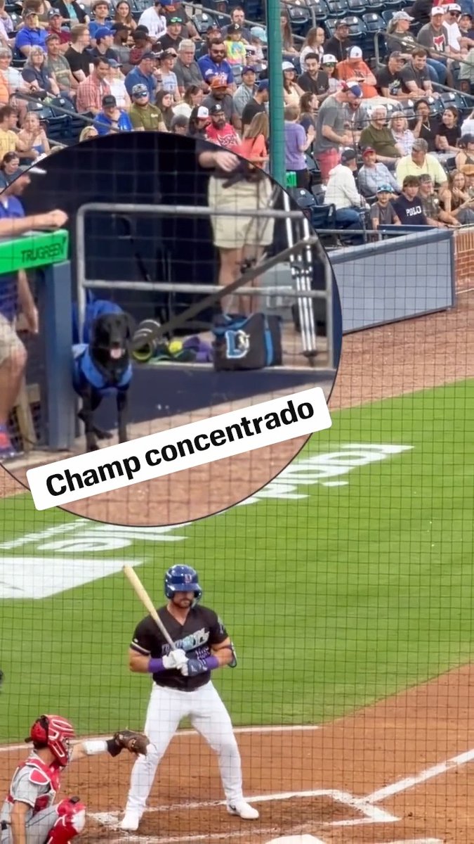 Champ en acción. 🐶 ⚾ (vía durhambulls/IG)