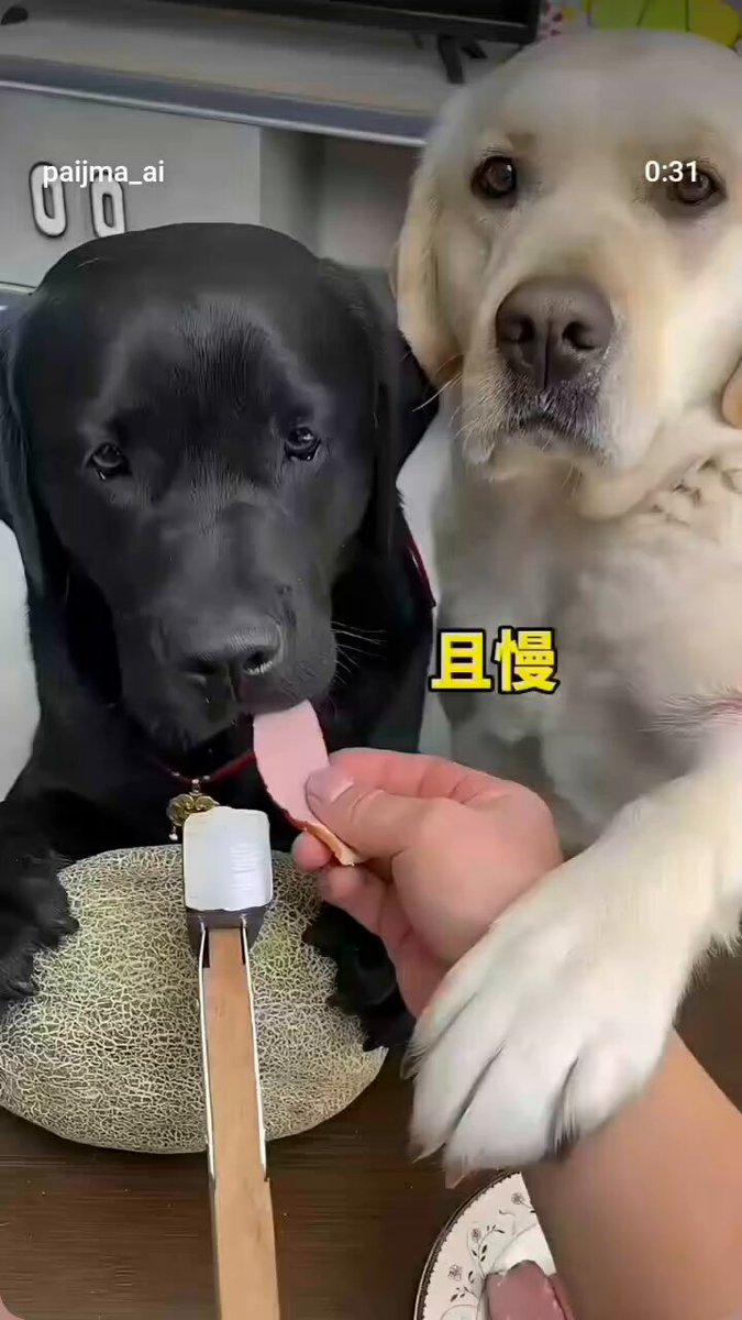 Hani en güvenilir en sadık dost köpeklerdi Kendi cinsine bu kadar haince plan yapan görmediniz