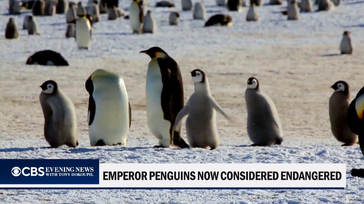 🇦🇶 | Los pingüinos emperador han sido declarados en peligro de extinción. Una organización ambiental internacional afirma que el cambio climático está destruyendo sus hábitats.