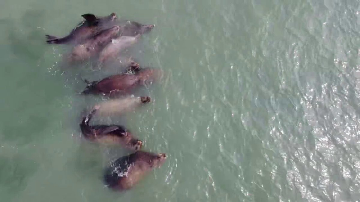 今朝、留萌に海獣トド襲来🦭🌊 ニシンを追ってきたかな🐟 昔、サーフィン中に追いかけられたことがあり、トドは怖いです🌊デカすぎて！！ #トド