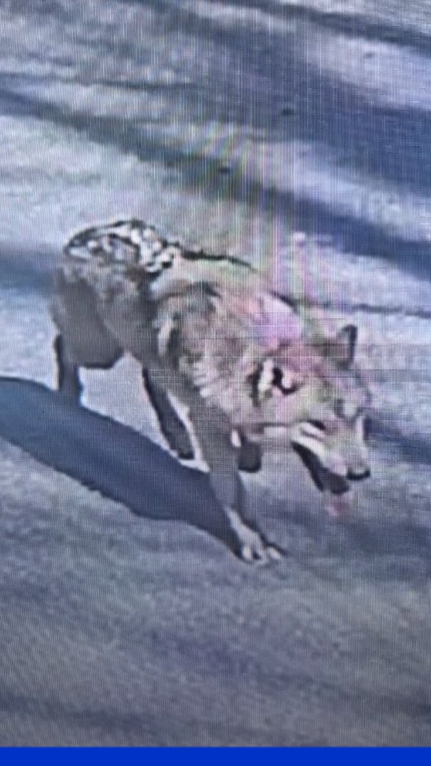 Un loup s’échappe d’un zoo en Corée du Sud et reste introuvable depuis plusieurs jours