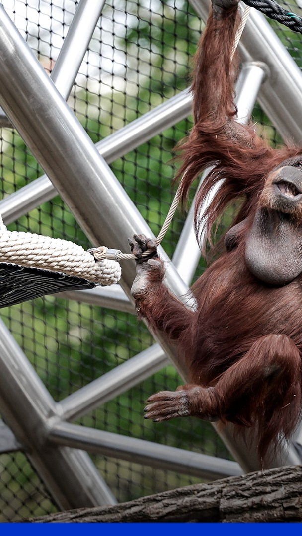 💬 "On veut la fermeture de ce lieu de captivité" Alors qu’un nouvel espace pour les orangs-outans du Jardin des Plantes était inauguré à Paris, une association en a profité pour dénoncer la captivité des animaux sur place