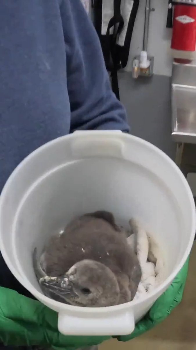 How do you weigh two wiggly penguin chicks? With a bucket of course.