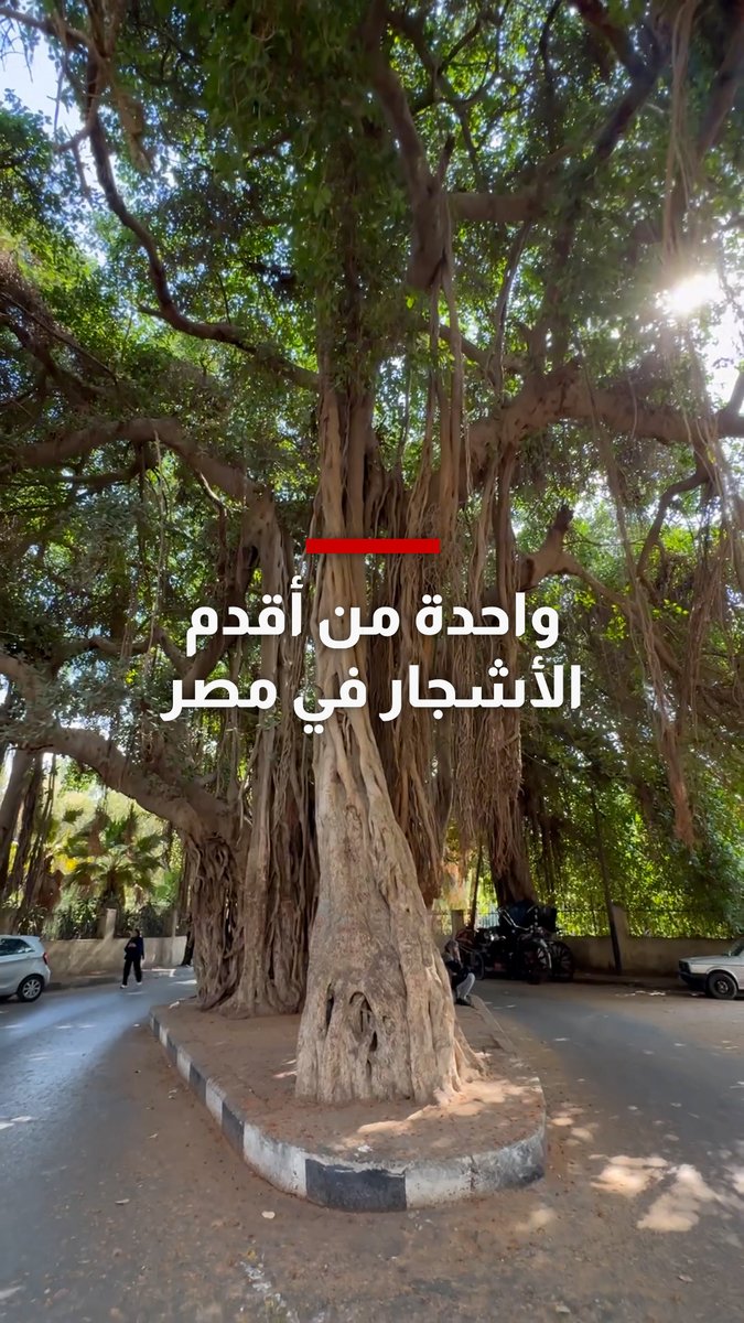 عمرها أكثر من 100 عام.. لبناني يوثق واحدة من أقدم الأشجار في مصر