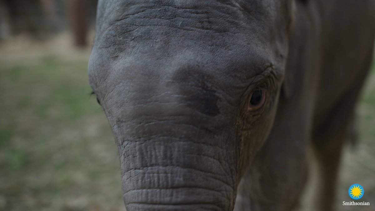 At just two months old, our Asian elephant calf is playful, curious…and a little sassy. She’s exploring the outdoors with “auntie” Swarna, who’s teaching her to be an elephant. Linh Mai will make her public debut on April 22, Earth Day. Learn more: