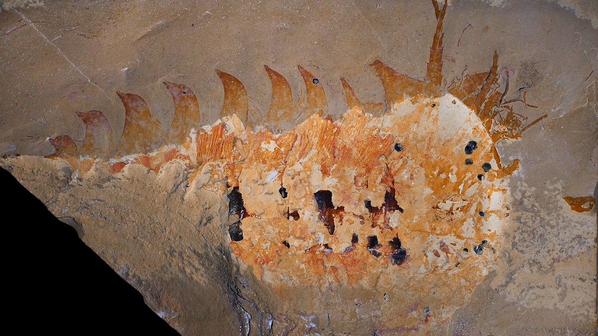 Buried in a museum drawer for nearly 50 years, a fist-size fossil has handed paleontologists the evidence they’d been hunting for: unmistakable claws on one of the oldest known relatives of spiders and scorpions. The fossil was recovered by an amateur paleontologist in the late 1970s in the Utah desert. The creature is a marine arthropod scientists have named Megachelicerax cousteaui (Greek for “large claw horn”), which likely resembled a bristling, multilegged ocean swimmer with a rounded head shield. Learn more: News from Science