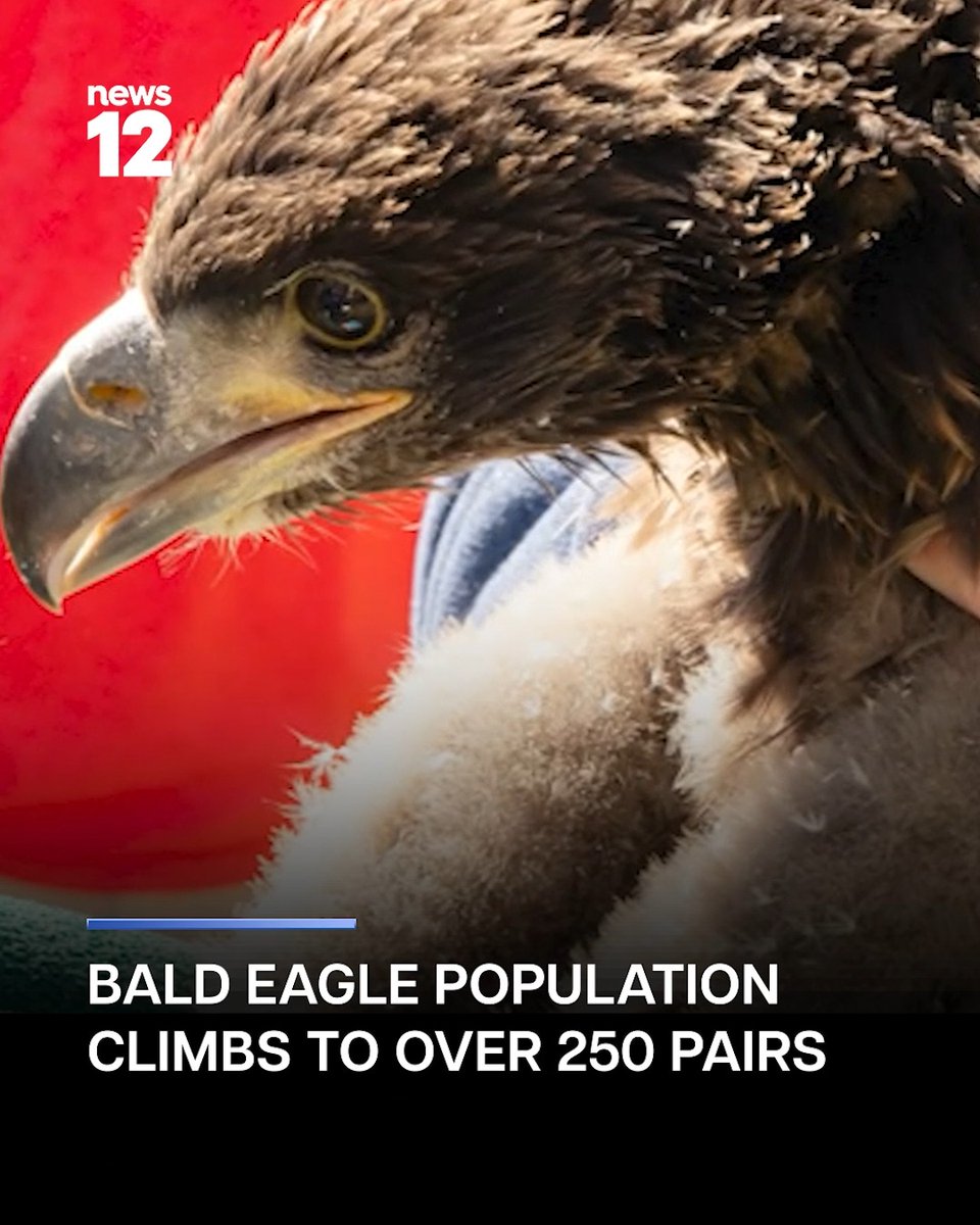 EAGLE SOARS: New Jersey now has more than 250 bald eagle pairs in all 21 counties, up from just one nest in the 1970s, according to the state Department of Environmental Protection and Fish &amp; Wildlife. READ MORE: #News12NJ #NewJerseyNews