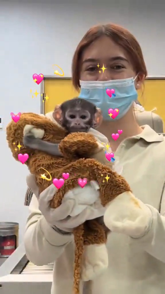 ¡Nació un #Punch mexicano! El Zoológico de# Guadalajara tiene un nuevo integrante, se trata de #Yuji, un mono patas de 38 días de nacido que fue rechazado por su mamá tras ser madre primeriza. Yuji recibe cuidados y alimentación especial, además, los cuidadores del zoológico le dieron de su propio peluche: