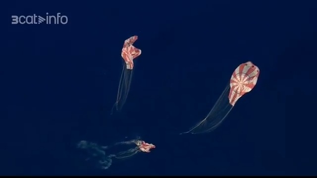Així ha estat l'amaratge de la missió Artemis 2 al Pacífic. La càpsula Orion, amb els quatre astronautes a l'interior, ha amarat amb paracaigudes i flotadors davant de la costa de San Diego