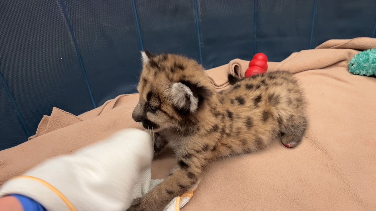 Happy VetTales Friday! 🐾 We’re excited to share updates about our rescued mountain lion cubs, Crimson &amp; Clover. Our keepers are building great bonds with Clover to help make her future intro with Crimson a smooth one. 📸: Keeper Amber