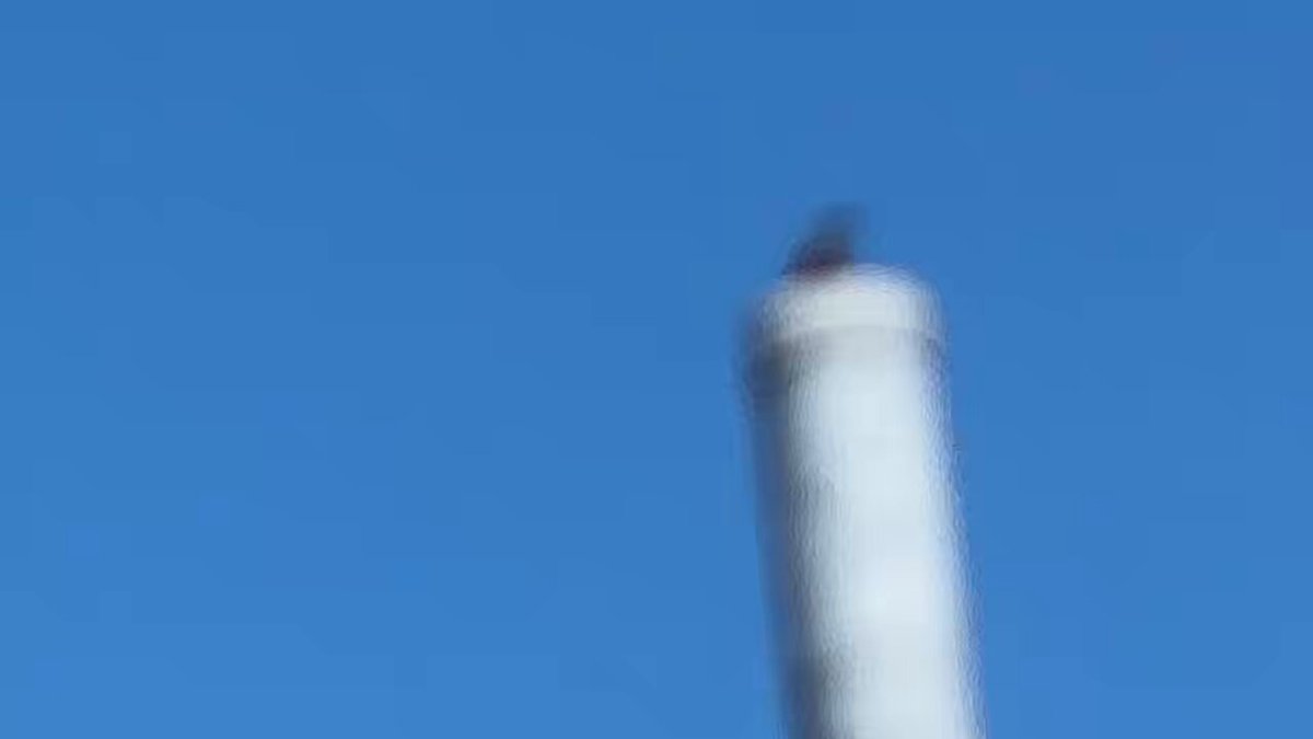 いろんな鳥が歌いに来てくれる。 調べたら"イソヒヨドリ"だそうです🐦