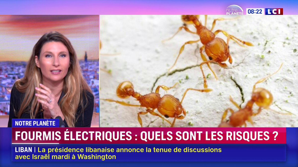 🐜 Pourquoi il faut se méfier de la "fourmi électrique", dont un nouveau foyer vient d'être détecté dans le Var ⬇️ 📺 "Notre Planète" avec Coralie Dioum dans La Matinale LCI Week-End présentée par @ClaireFournier_ &amp; Guillaume Cérin