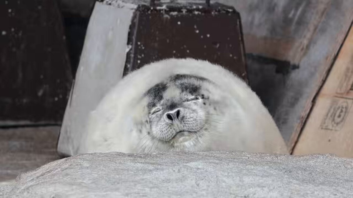 うとうと…🫧🦭 2026.04 #旭山動物園 #麦仔 #きなこ