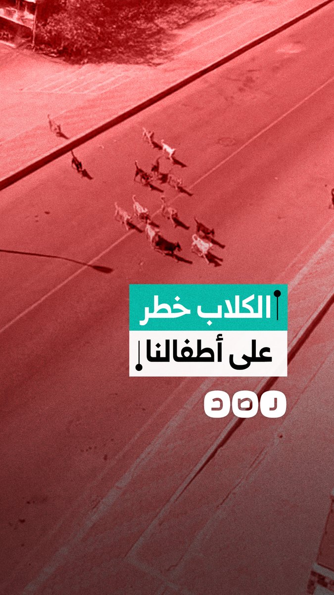 استغاثة من سيدة بسبب انتشار الكلاب الضالة أسفل منزلها وتهديد الأطفال