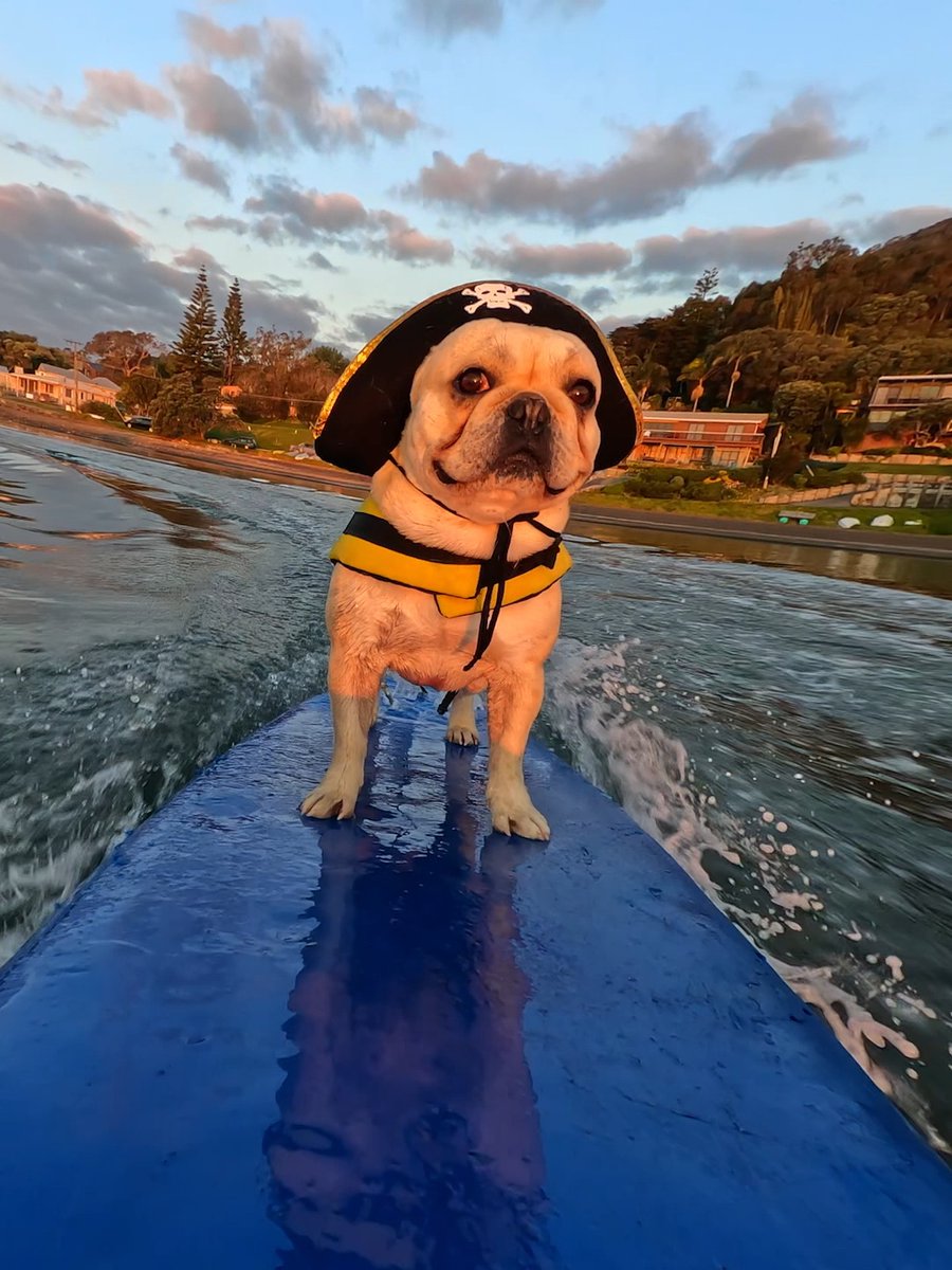 Happy #NationalPetDay from Bosco's Pirate Life 🏴☠️ This scurvy surf earned them a $500 GoPro Award. 📷 Shot on HERO13 Black, $50 off for a limited time 👉 #GoPro #GoProPets #DogsOfInstagram #PetDay