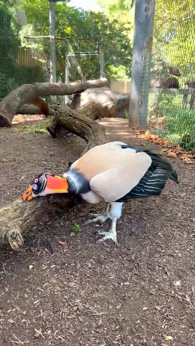 When you have an itch you can’t reach 😂 By scavenging carcasses in Central and South America, king vultures play a vital role in the environment by preventing disease and protecting wildlife!