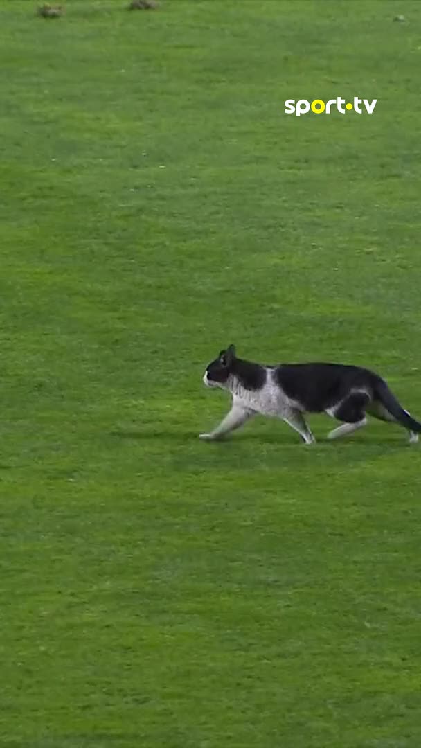 gatinho em campo