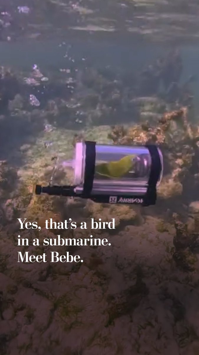 Bebe the white-winged parakeet joins nearly all of his owner’s adventures: Skydiving, 500-mile bike rides and skiing. His latest activity was exploring underwater in the Bahamas inside a custom-built submarine.