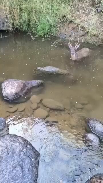🦌💦 VENADOS BUSCAN REFUGIO EN EL AGUA ANTE EL INTENSO CALOR EN MORAZÁN ⚠️ En Morazán, venados fueron captados dentro de una posa intentando soportar las altas temperaturas. 🌡️ El comportamiento evidencia cómo la fauna silvestre se adapta al clima extremo. 👀 La escena ha llamado la atención por la tranquilidad de los animales en medio del calor. 🔒 La ubicación se mantiene en reserva para resguardar a la especie. 📹: Página del creador de contenido Salomón Márquez