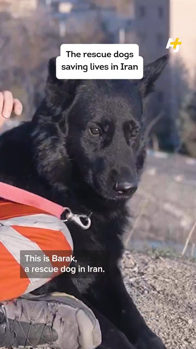 Meet the rescue dogs saving lives in Iran. AJ+ spoke to a rescue dog trainer who searches for survivors amid the rubble of U.S.-Israeli airstrikes.