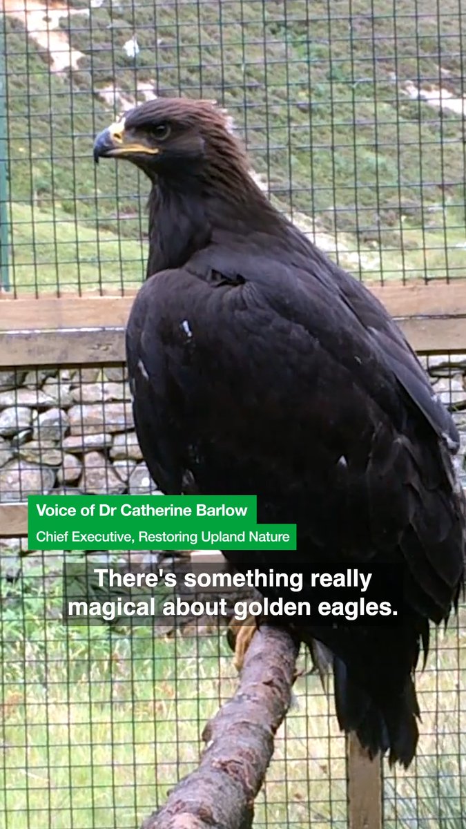 Golden eagles are coming back to England 🦅 Environment Secretary Emma Reynolds for Wycombe 🌹 has approved an additional £1m of funding to explore a reintroduction programme for one of our most iconic birds. Read more: 🎥: Restoring Upland Nature