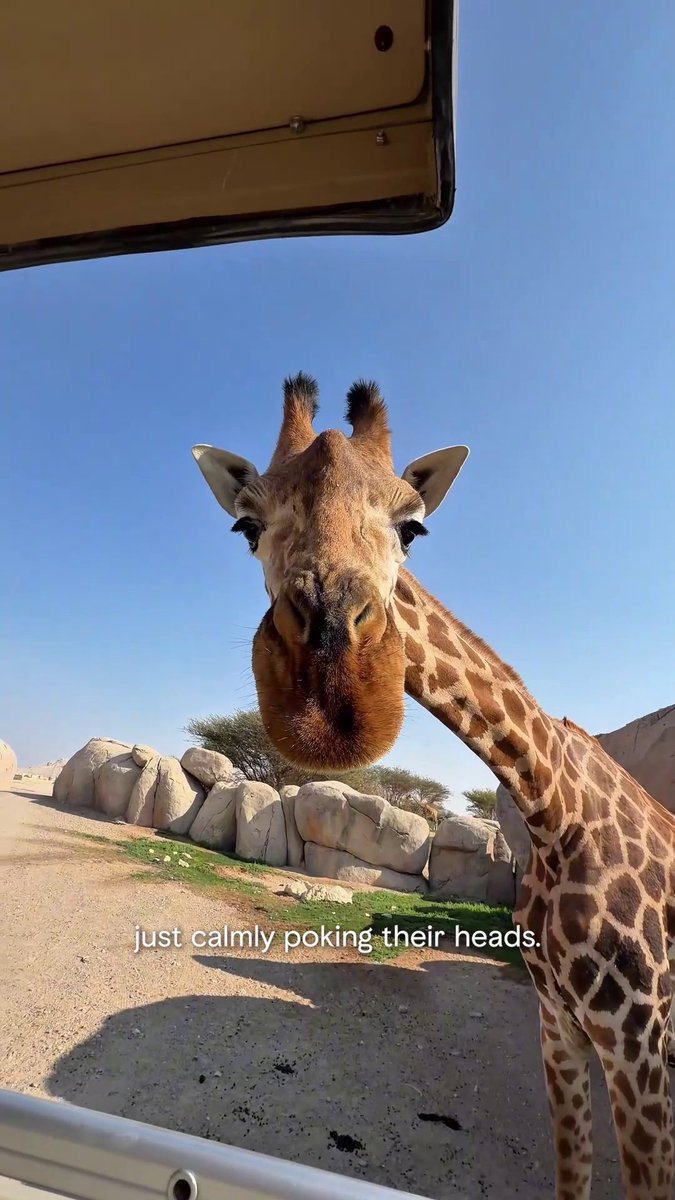 Not your average day out in Abu Dhabi @alainzoouae takes you from rare encounters to a full-on safari ride. Save this for your next adventure! 📸 IG: hannaherinbaxter