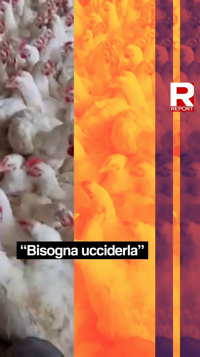 Come avvengono gli abbattimenti di polli in un allevamento Aia? Immagini mostrano pratiche scorrette. L’allevatore nega, ma un operaio ammette le uccisioni quando è non c'è nessuno. @guliainnocenzi Segui #Report su #Rai3👇