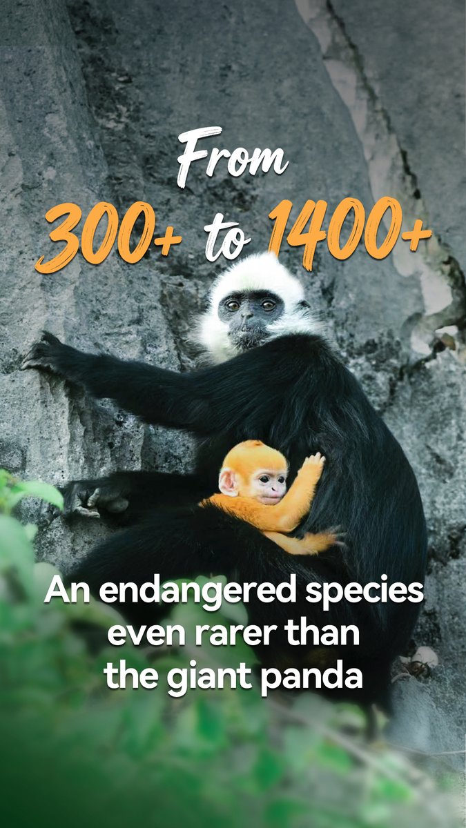 In Guangxi, the "Stone Mountain Elf" lives on steep cliffs, with only around 1,400 left in the wild. Now, AI-powered technology helps people understand and protect the white-headed langurs, turning over 37,200 sightings into real action for their survival.
