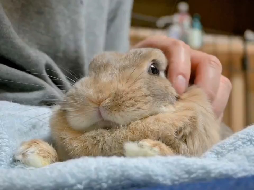 お膝で満足気なうさぎさんは如何ですか🤭? パッパも大変満足です(๑•̀ㅂ•́)و✧💕