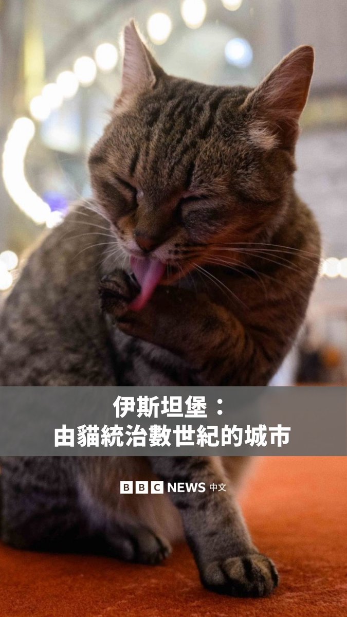 伊斯坦堡的猫咪长久以来深受喜爱，如今已成为这座城市最具辨识度的旅游景点之一。🐈 社群媒体上的影片让牠们的名气越来越大，游客也常常在历史街区排队，想和猫咪合影拍照。猫咪早已是伊斯坦堡文化的一部分，部分历史学家认为牠们在这座城市的出现可追溯到古代时期。