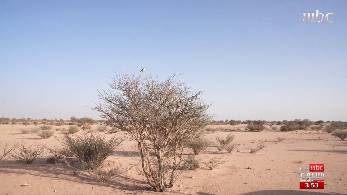 قصة غير متوقعة... صداقة بين رجل وطائر بالقرب من منطقة الحوية في الطائف عبدالرحمن العتيبي يروي لنا القصة المزيد مع منصور المزهم منصور المزهم #MBCinAweek #MBC1