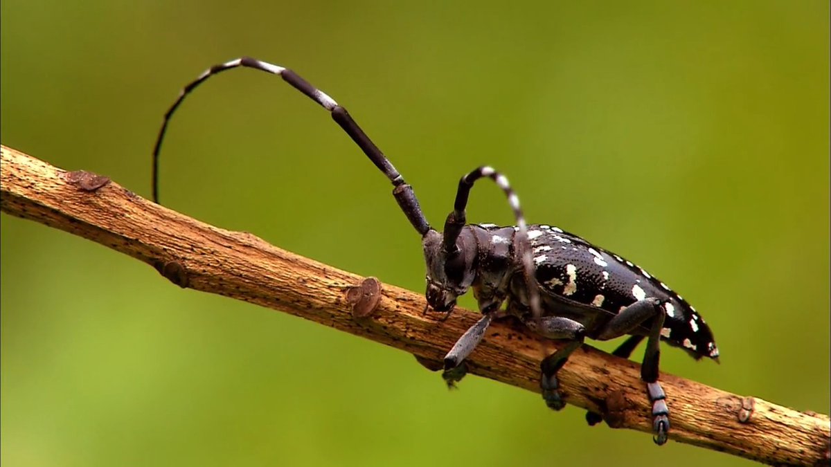 Balance beam queen 👑 Longhorn beetles are a global family of more than 36,000 species, instantly recognized by their extraordinary long antennae. Their larvae tunnel through living wood for years, a behavior that makes some species major pests of various trees and plants. 📸: Imazins #insect #beetle #longhornbeetle #wildlife