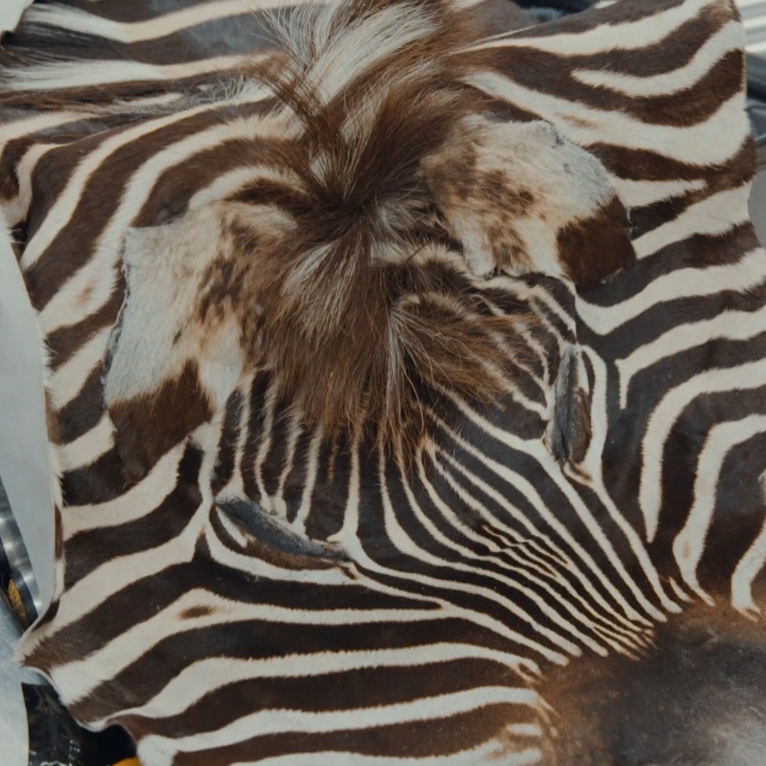 Stopped for inspection, a traveler from Africa is found carrying an entire zebra hide. Catch a new #Contraband: Seized at the Airport tonight at 8P on Discovery.