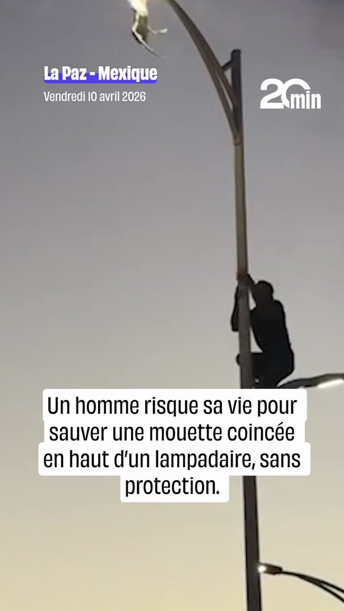 On en a le souffle coupé. À La Paz, le 10 avril, un homme a risqué sa vie pour sauver une mouette coincée en haut d’un lampadaire, sans protection. La scène, filmée, est devenue virale sur les réseaux sociaux.