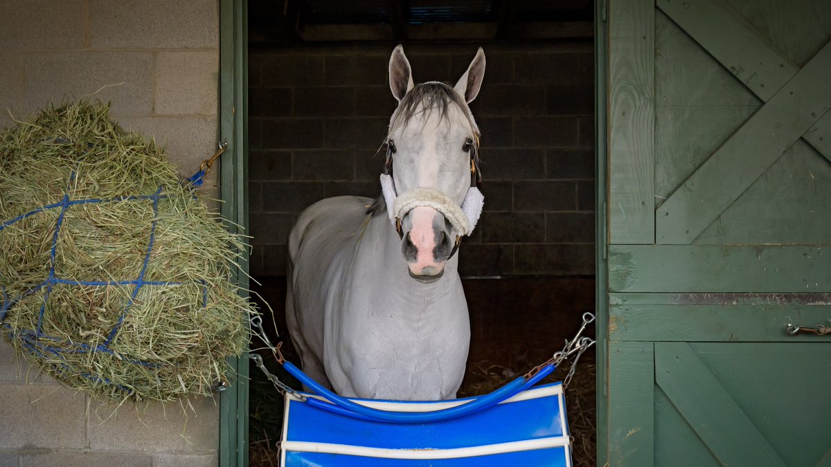 White Abarrio has arrived 💥 A Breeders’ Cup Classic winner and one of the most accomplished horses in the field is now on the grounds at Oaklawn. Saturday’s Grade 2 $1,250,000 Oaklawn Handicap is coming together BIG. #OaklawnRacing