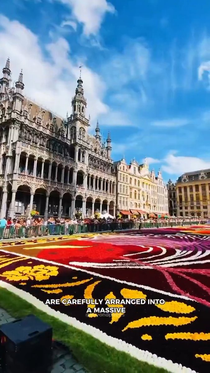 🌸 Only every two years, mid-August in Brussels. A million flowers turn the Grand Place into a living carpet. Bookmark for 2026! 🌺 🇧🇪