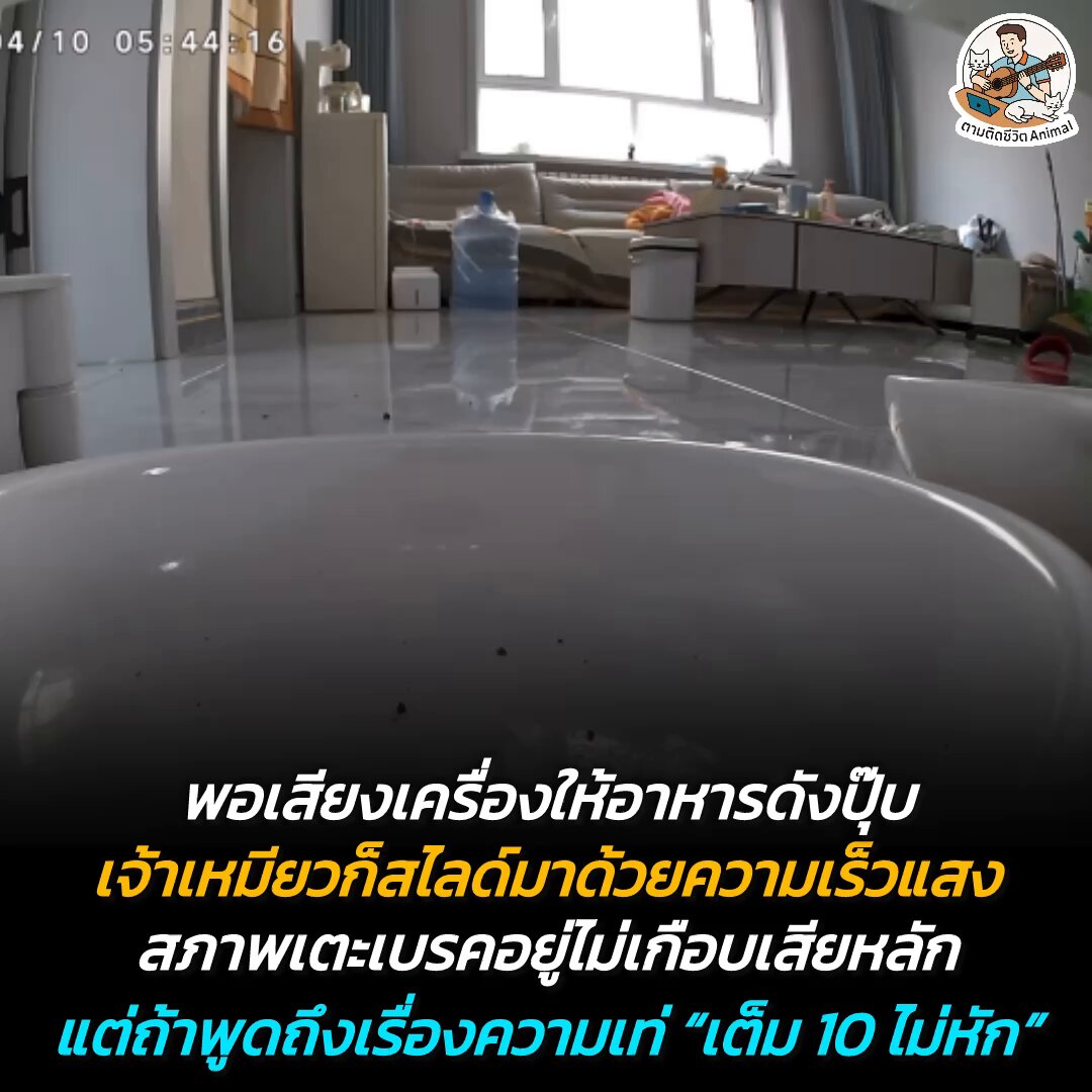 กล้องวงจรปิดจับภาพวินาทีสุดฮา ทันทีที่เสียงอาหารเม็ดตกกระทบชาม เจ้าเหมียวก็สับเกียร์สไลด์พุ่งมาด้วยความไวแสง 😳 ตอนแรกก็เบรคเกือบไม่อยู่ แต่ถามว่าถ้าสไลด์เท่มั้ย ให้เต็ม 10 ไม่หักเลย 🤣🤣🤣 #แมว #หมา #ทาสแมว #อาณาจักรสัตว์โลก #ตามติดชีวิตAnimal