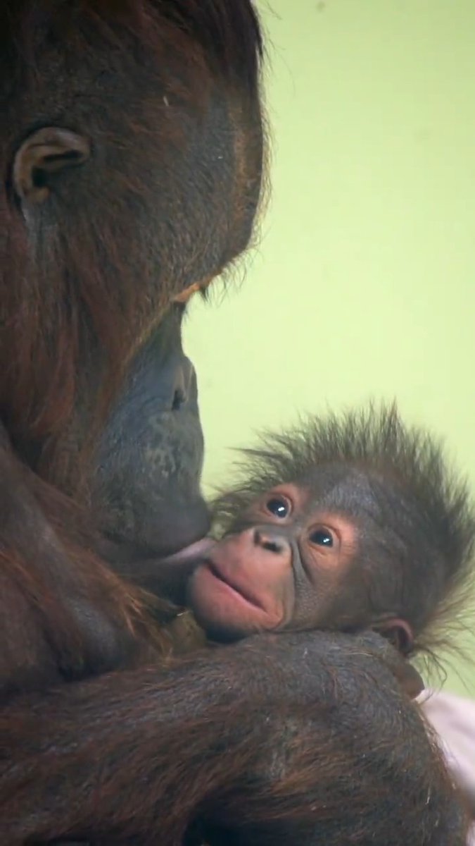 Happy birthday Jolene! The littlest member of the orangutan family is 4 today 💕