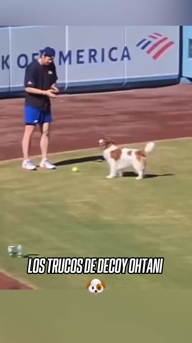 🐶 ¡EL SHOWTIME DE DECOY OHTANI! Igual que su dueño... ¡Lo puede todo! 🔥 (vía otani_shoheifan)