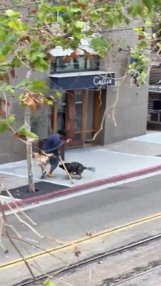 Lathapoun Keovongsa (20) reportedly stabbed a parking attendant 2x in the face with a broken stick in the parking lot where he was working in downtown San Diego. Police responded and used their K9 & less lethal rounds to apprehend him. The victim was transported to the hospital and is expected to live. *To absolutely no one's surprise,* Mr. Keovongsa has been arrested over 15 times since turning 18 (Lord knows how many times before that). Plan accordingly... #CityLife #crime #SanDiego #police #dog #cops #democrats #urban #decay #FailedState #california