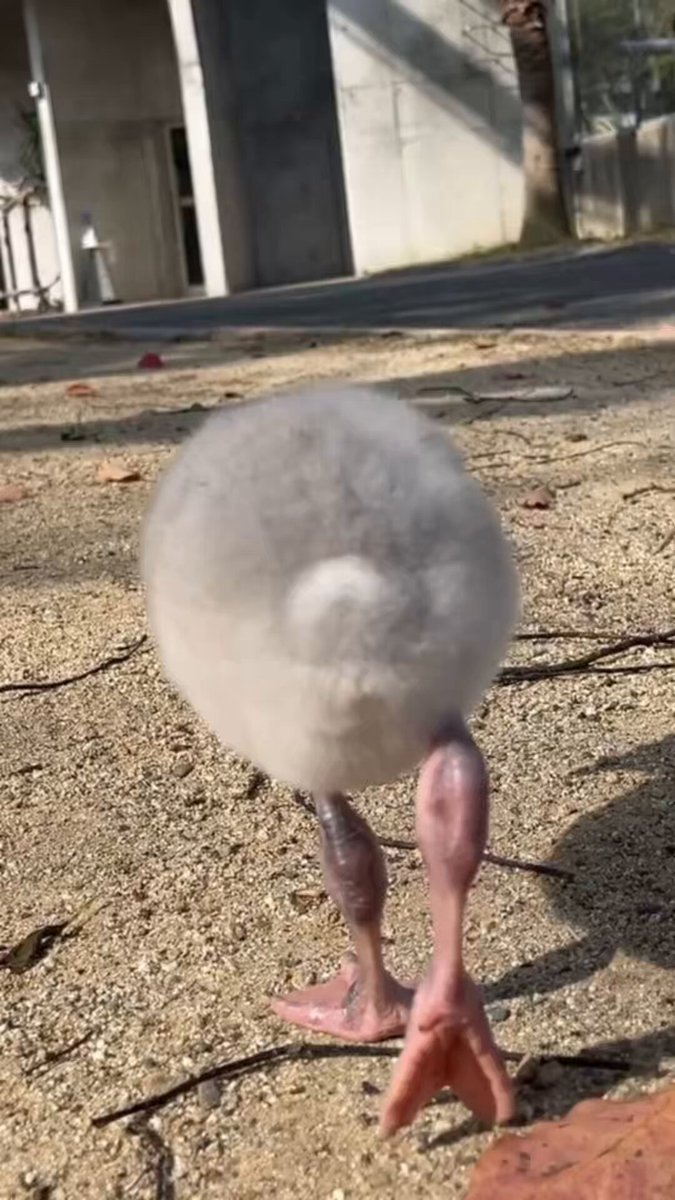 本日の片足立ち練習の様子🦩