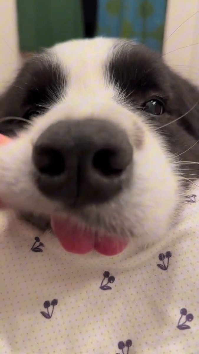 so cute 🐶❤️