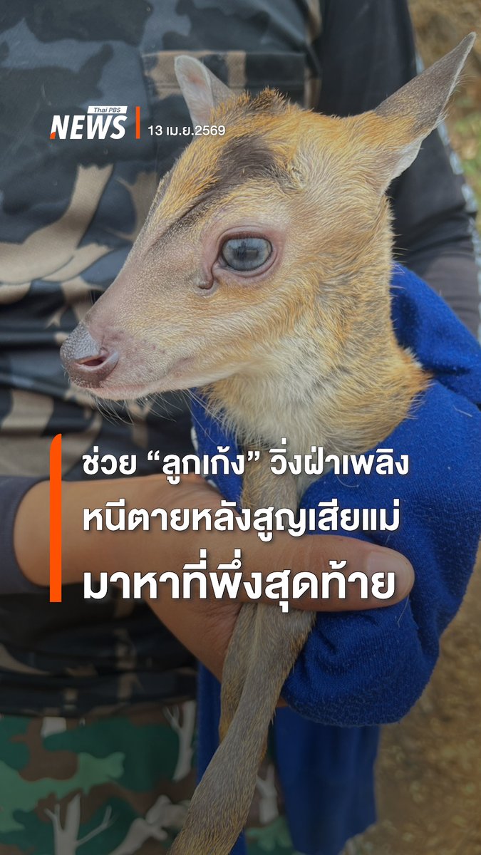 ช่วยชีวิต "ลูกเก้ง" วิ่งฝ่าควัน #ไฟป่า "เขาหลวงสุโขทัย" คาดว่าสูญเสียแม่ เดินมาหา จนท.เมื่อ 13 เม.ย.ที่ผ่านมา จนท.ปฐมพยาบาล ดูแลใกล้ชิด . วิชัย ท้าวใจวงศ์ หัวหน้าอุทยานแห่งชาติรามคำแหง ระบุ น้องเริ่มกินกล้วยบดได้ และกำลังหา "นมแพะ" มาให้กินเพิ่ม พบสะดือยังไม่หลุด บ่งชี้เป็นลูกเก้งเพิ่งเกิดได้ไม่นาน . #สัตว์ป่า #ไฟป่า #เก้ง #เขาหลวงสุโขทัย #สุโขทัย #ข่าวไทยพีบีเอส #ข่าวที่คุณวางใจ #ThaiPBSnews