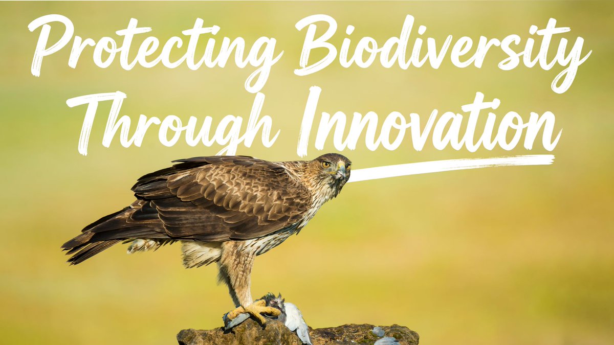How do we protect what we can't see? In Spain, tech tracks 70,000+ locations of rare eagles to ensure their survival. Huawei and IUCN drive digital tech for nature conservation in 11 countries to better understand and protect our planet's biodiversity.
